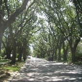 Treelined Streets