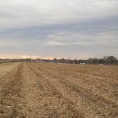 Sugar Cane Field