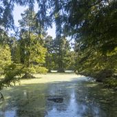 Mallard Bluff