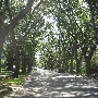 Treelined Streets