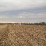 Sugar Cane Field