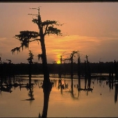 Alligator Bayou