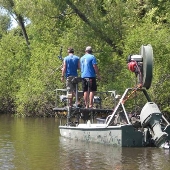 Atchafalaya Basin Swamp