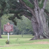 Antonia Plantation