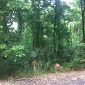 Ascension Parish Woods