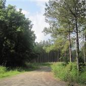 Pine Straw Needles