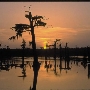 Alligator Bayou
