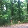Ascension Parish Woods
