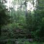 Tickfaw State Park