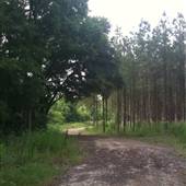 Hwy-US 61 Pine Forest Farm