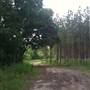 Hwy-US 61 Pine Forest Farm