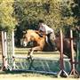 Country Bayou Stables