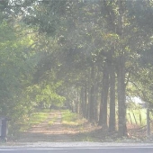 Dirt Road 1