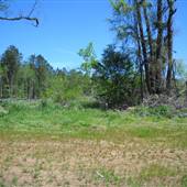 St. Francisville Desert