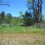 St. Francisville Desert