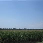 Cornfields