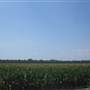 Cornfields