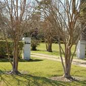 St. Louis Plantation