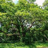 Judson Park