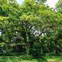 Judson Park