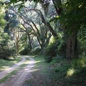 St. Francisville Forestry
