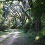 St. Francisville Forestry