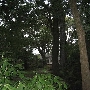 Hilltop Arboretum