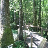 Bluebonnet Swamp