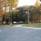 LSU - Enchanted Forest