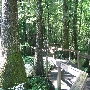 Bluebonnet Swamp