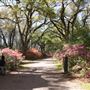 Afton Villa Gardens