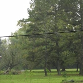 Antonia Plantation