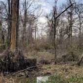 24 acres of authentic Louisiana swamp