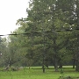 Antonia Plantation