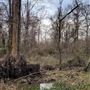 24 acres of authentic Louisiana swamp