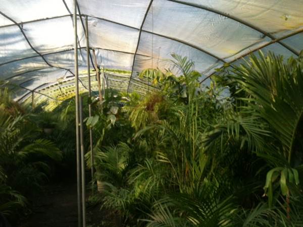 Burris Greenhouse