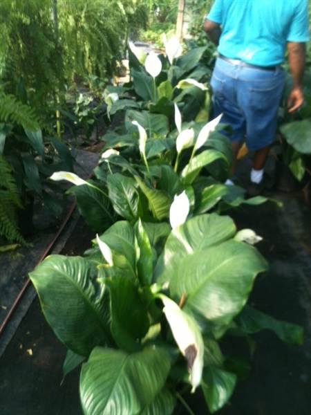 Burris Greenhouse