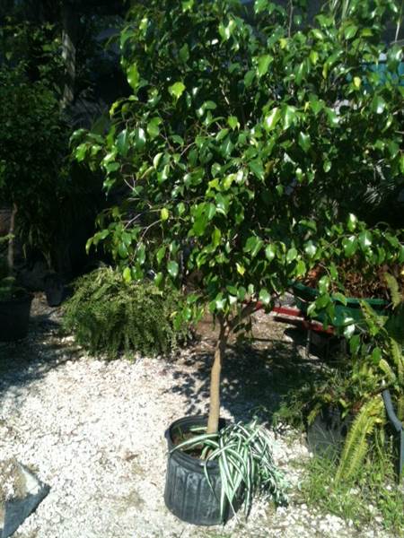 Burris Greenhouse