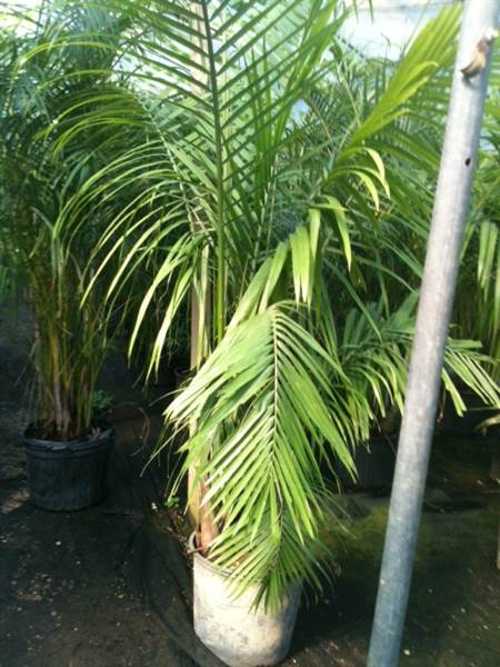 Burris Greenhouse