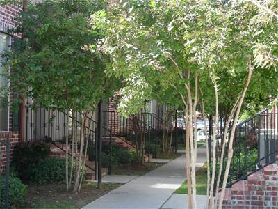 Grand Cypress Condos